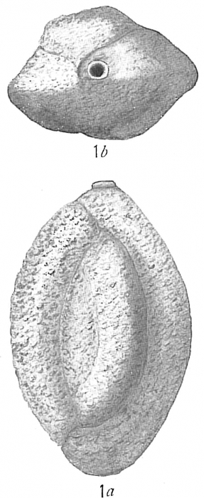 Sigmoilina celata Sigmoilina celata