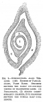 Spiroloculina alata