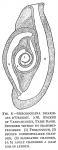 Spiroloculina bicarinata ?