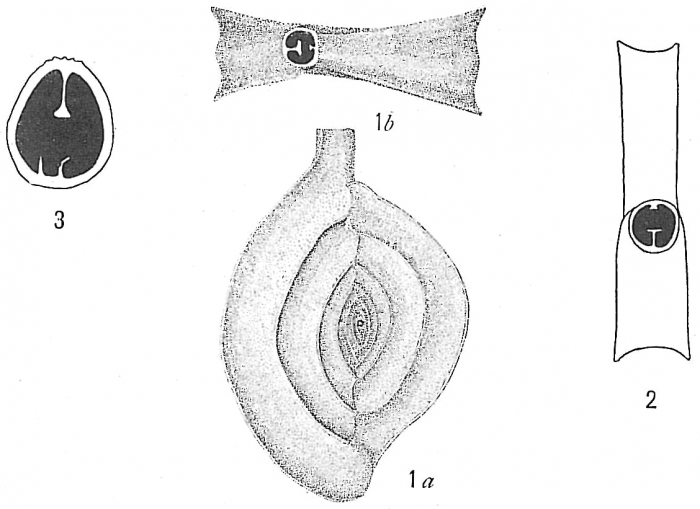 Spiroloculina canaliculata Spiroloculina canaliculata