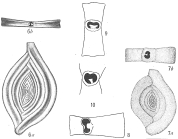 Spiroloculina depressa