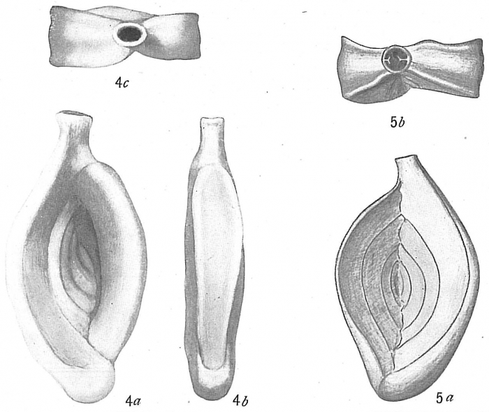 Spiroloculina grateloupi Spiroloculina grateloupi