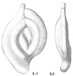 Spiroloculina millettii