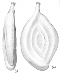 Spiroloculina nuda
