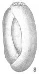 Triloculina cribrostoma