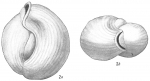 Triloculina circularis var. sublineata