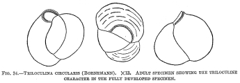 Triloculina circularis, author: Cedhagen, Tomas