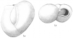Triloculina circularis