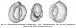 Triloculina circularis