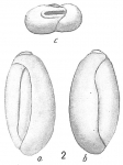 Triloculina deplanata