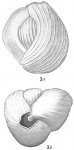 Triloculina insignis