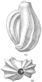 Triloculina linneiana, author: Cedhagen, Tomas