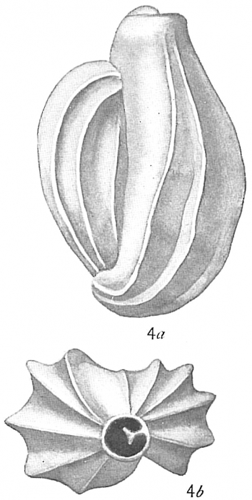 Triloculina linneiana Triloculina linneiana