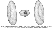 Triloculina oblonga, author: Cedhagen, Tomas