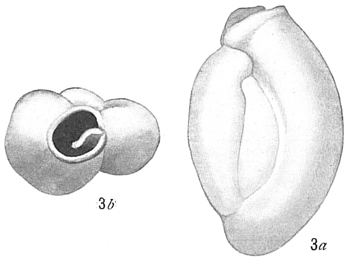 Triloculina oblonga Triloculina oblonga