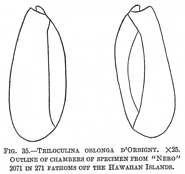 Triloculina oblonga Triloculina oblonga