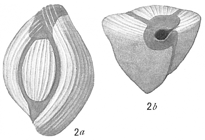 Triloculina terquemiana Triloculina terquemiana