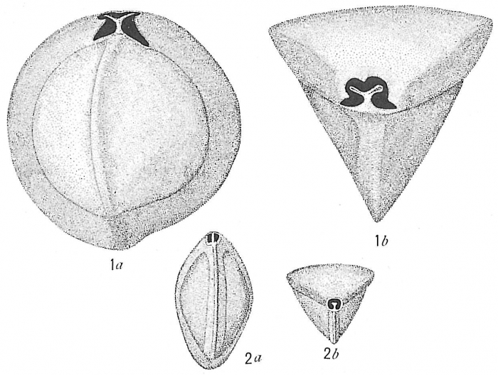 Triloculina tricarinata Triloculina tricarinata
