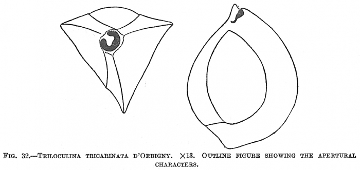 Triloculina tricarinata Triloculina tricarinata