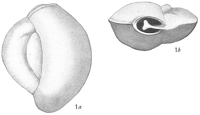 Biloculina Biloculina