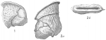 Vertebralina insignis