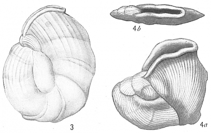 Vertebralina striata Vertebralina striata