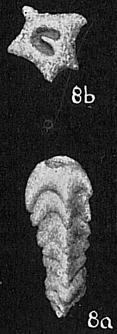 Clavulina difformis Clavulina difformis