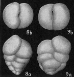 Gaudryina bradyi