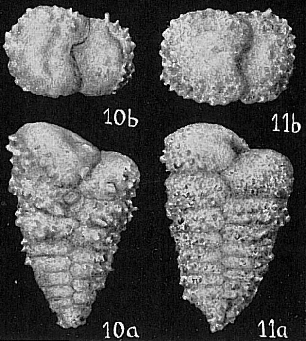 Gaudryina quadrangularis