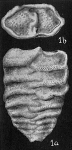 Gaudryina rugulosa