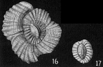 Hauerina ornatissima