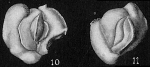 Hauerina pacifica