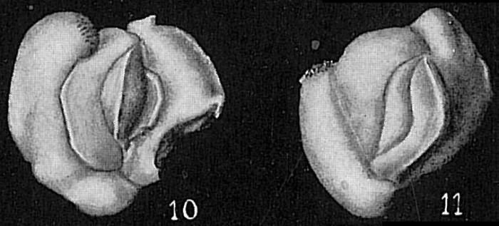 Hauerina pacifica Hauerina pacifica