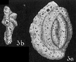 Massilina alveoliniformis