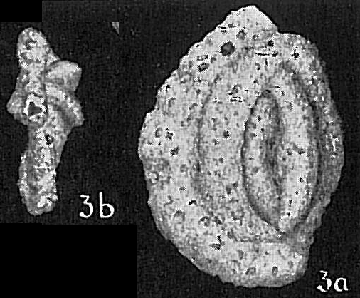 Massilina alveoliniformis Massilina alveoliniformis