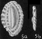 Massilina crenata