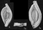 Massilina inaequalis