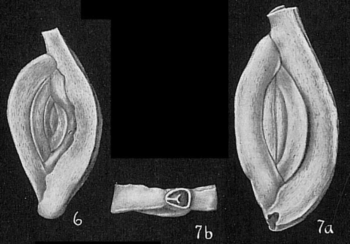 Massilina inaequalis Massilina inaequalis