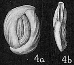 Massilina macilenta