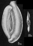 Massilina planata