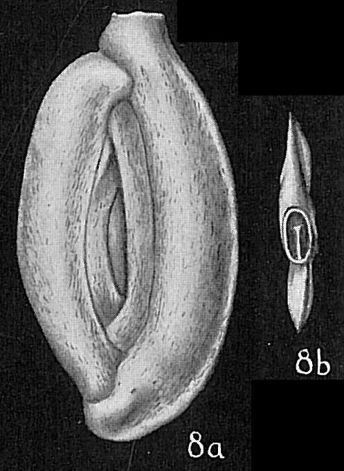 Massilina planata Massilina planata