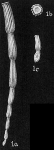 Nodobacularia antillarum pacifica