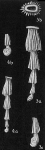 Nodobacularia millettii