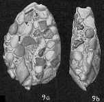 Nouria polymorphinoides, author: Cedhagen, Tomas