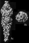 Nubeculina divaricata advena