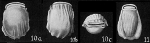 Pyrgo denticulata var. striolata