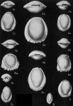 Pyrgo denticulata
