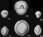 Pyrgo globula