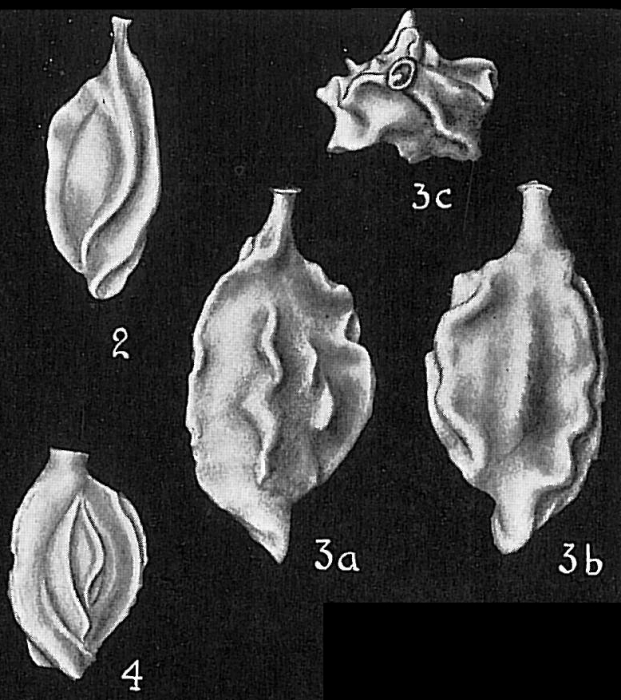 Quinqueloculina berthelotiana Quinqueloculina berthelotiana