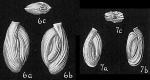 Quinqueloculina costata